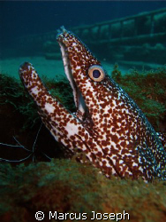 Caught a spotted moray eel with mouth wide open on Leslee... by Marcus Joseph 